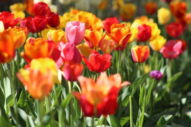 Designing a Garden That Feels Good All Season